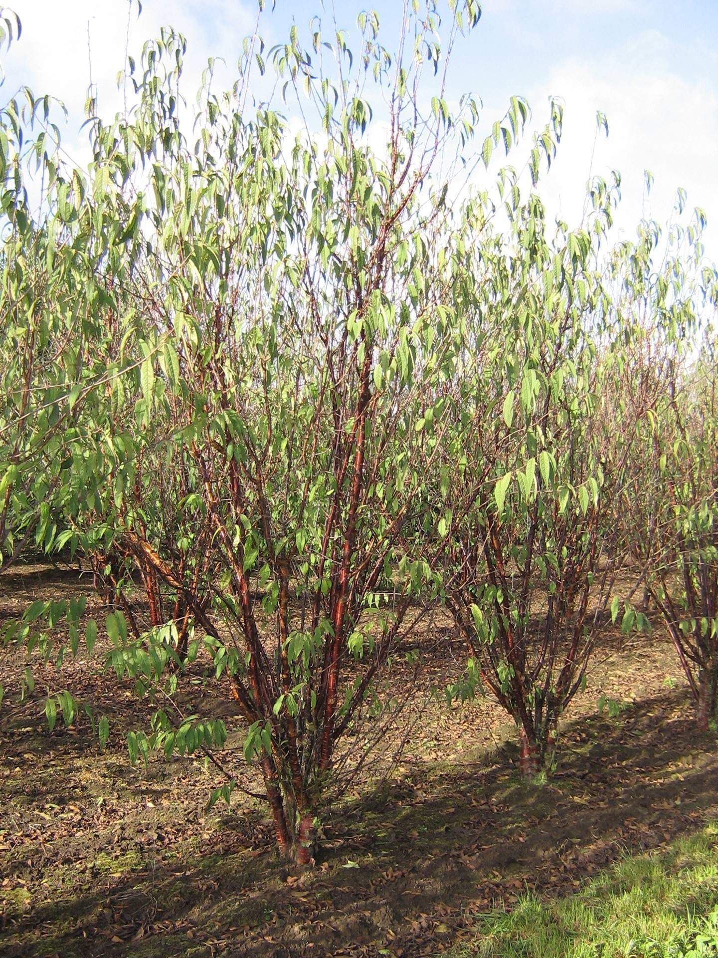 Prunus serrula_11